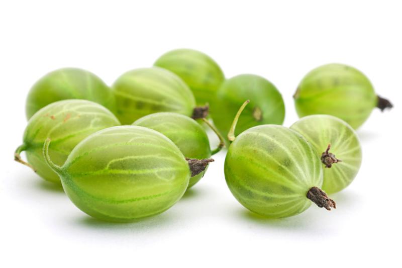 Green gooseberry fruit closeup isolated on white background